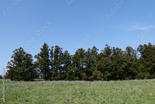 trees in the field