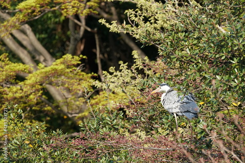 gray heron in the foresgt photo