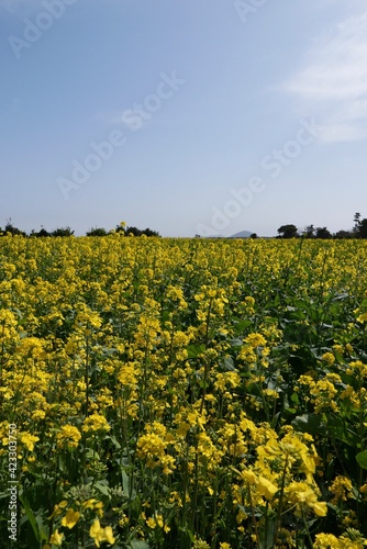 field of sunflowers
