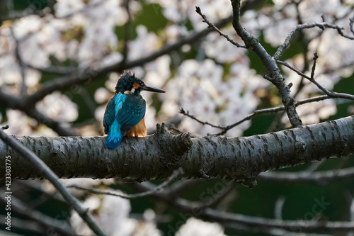 common kingfisher on cherry blossom
