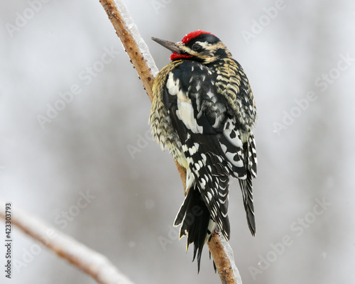 Yellow bellied sapsucker