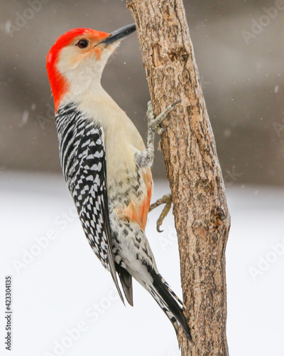 Red bellied woodpecker