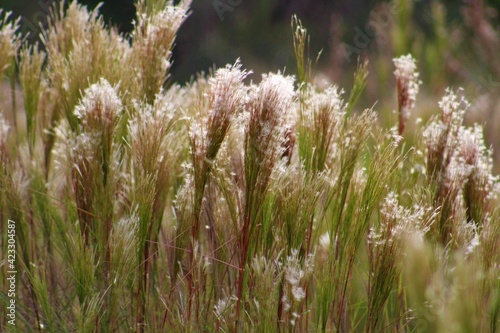 West indian foxtail grass (Andropogon bicornis) as seen in a meadow. 
