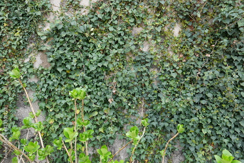Wallpaper Mural green moss background Torontodigital.ca