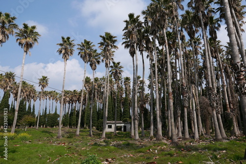 palm trees in the park