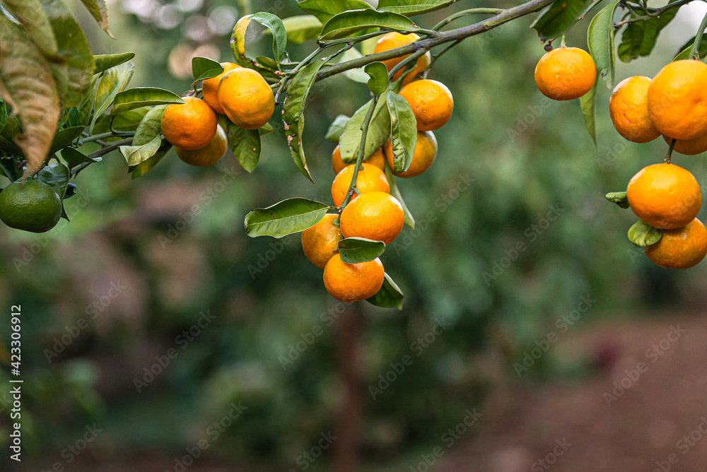 Orange Ripe tangerines fruits on tree Orange Ripe tangerines fruits on tree
