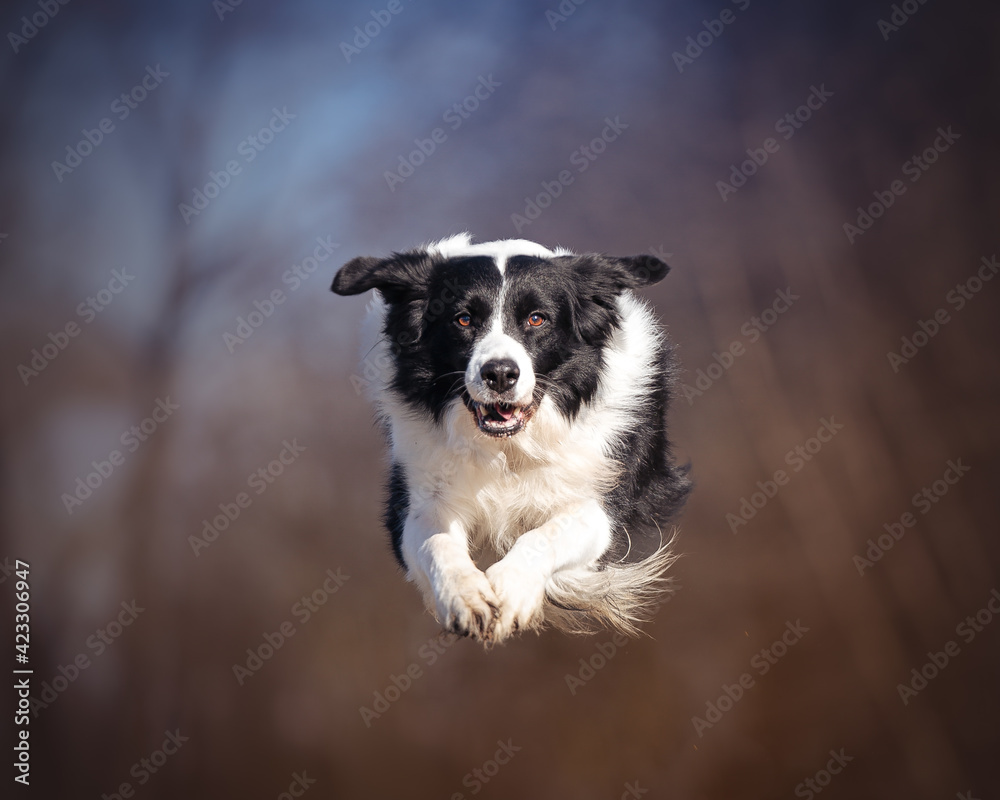 dog flying in the air