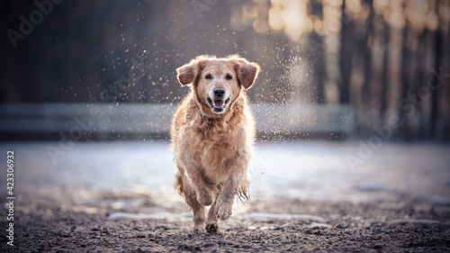 dog running front portrait