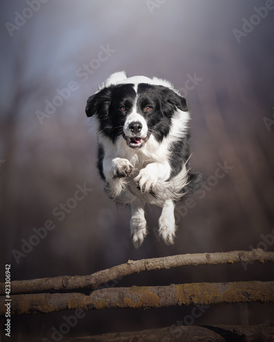 Stampa su tela dog jumping over branch