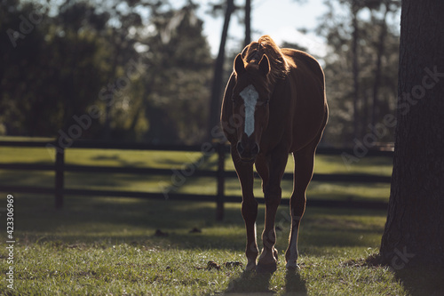 Horse in pasture