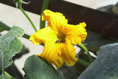 flores de zapallo o calabaza, flores amarillas con abejas polinizando photo