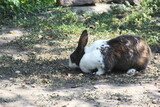 coneja o conejo comiendo o buscando comida en el campo