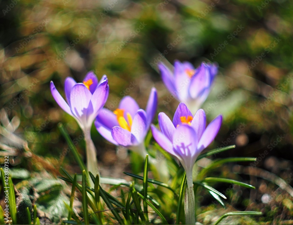 purple crocus flowers
