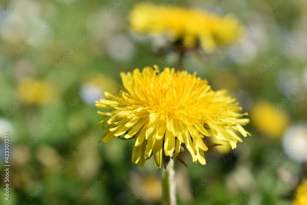 Fleur jaune