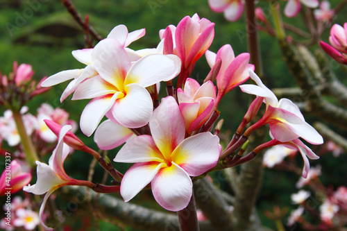 plumeria flower trees