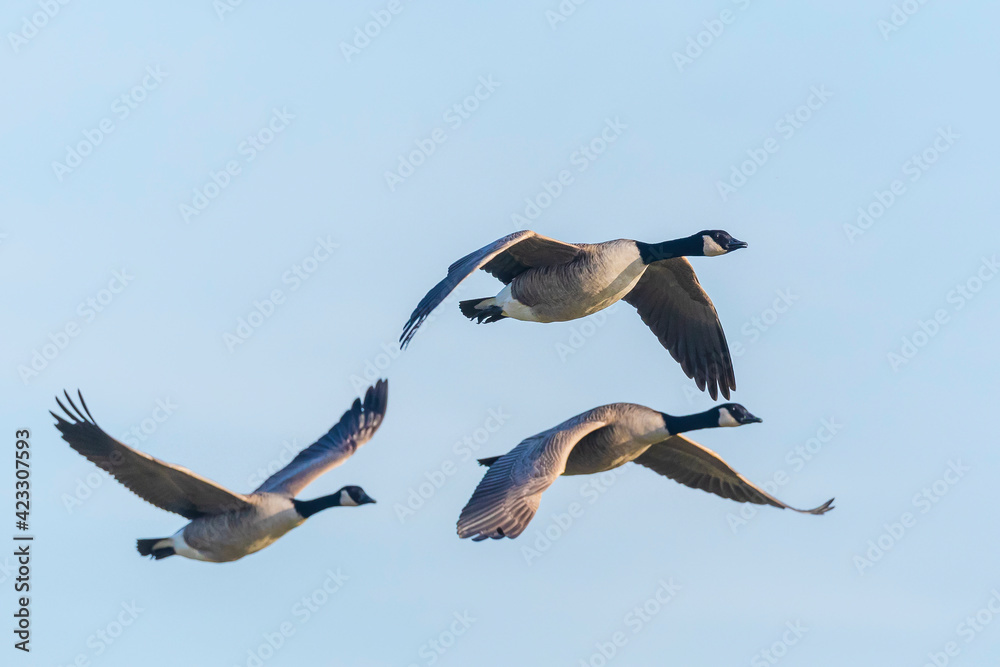 Canadian goose Branta canadensis in flight migrating Canadian goose Branta canadensis in flight migrating