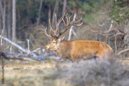 Fototapeta Naklejka Na Ścianę i Meble -  Male red deer stag, cervus elaphus, rutting