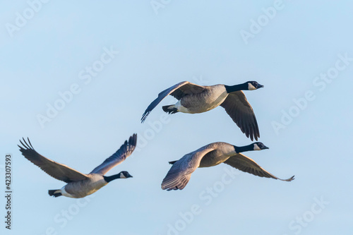 Canadian goose Branta canadensis in flight migrating