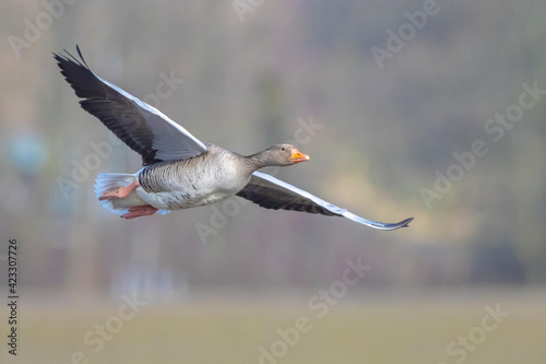 Greylag goose  Anser Anser  in flight migrating