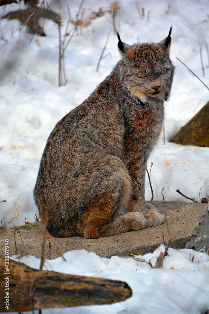 In winter Canada lynx or Canadian lynx is a North American mammal of the  cat family, Felidae Stock Photo | Adobe Stock