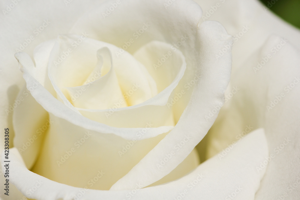 Naklejka premium White Rose Flower Head Soft Close-up (Rosa jacare)