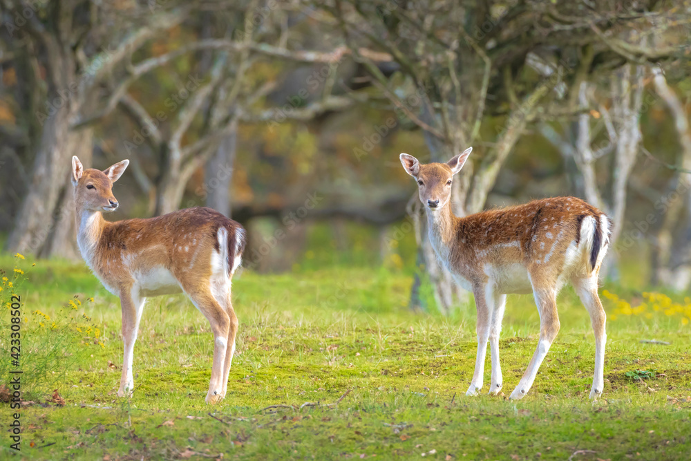 Fallow deer fawn Dama Dama in Autumn Fallow deer fawn Dama Dama in Autumn