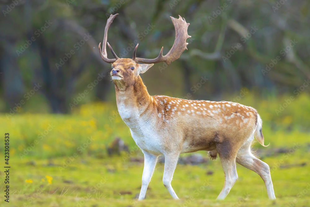 Obraz premium Fallow deer stag rut during Autumn season.