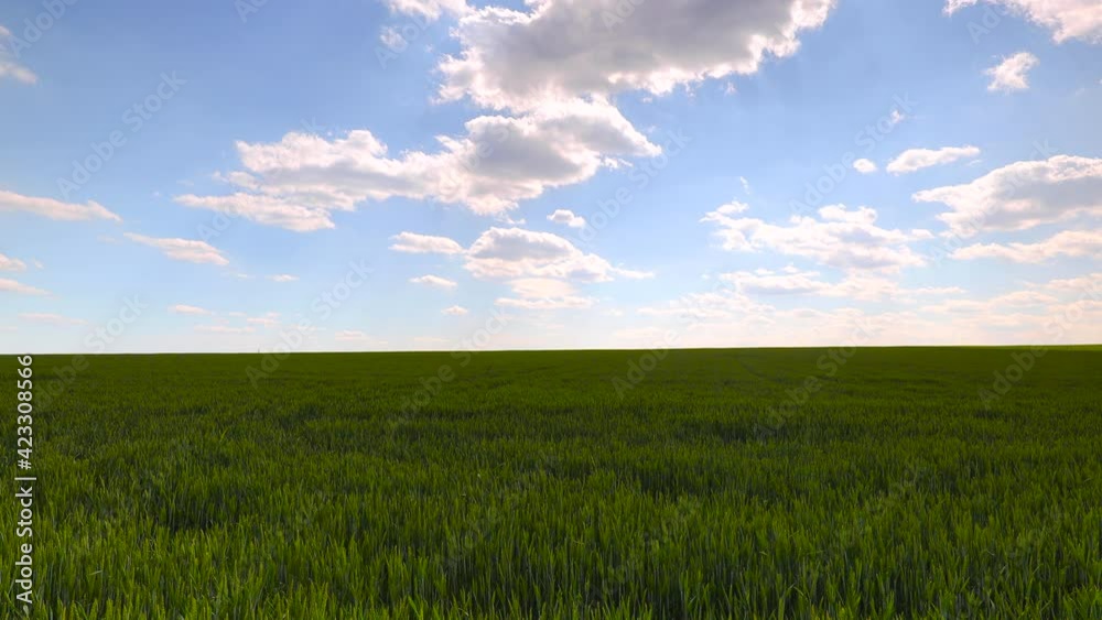 Flying over green agricultural field against blue sky and white clouds, 4k video Flying over green agricultural field against blue sky and white clouds, 4k video