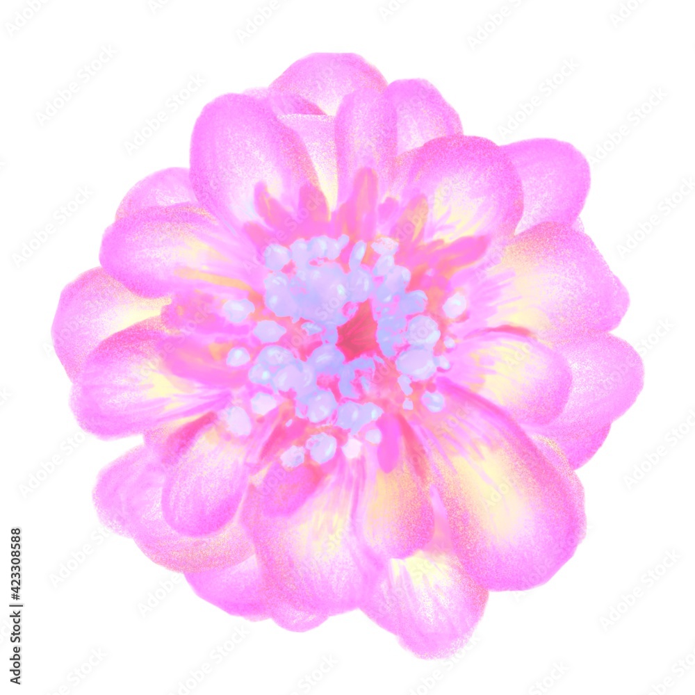 Fototapeta premium Beautiful pink flower on a white background. Isolated flower. Botanical illustration.