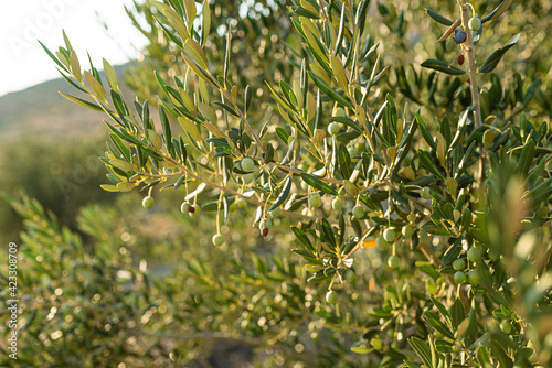 growing green olives on olive tree