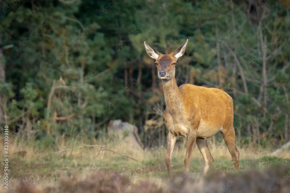 Female Red Deer doe or hind, Cervus elaphus Female Red Deer doe or hind, Cervus elaphus