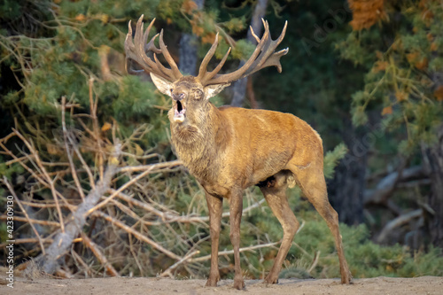Male red deer stag, cervus elaphus, rutting © Sander Meertins