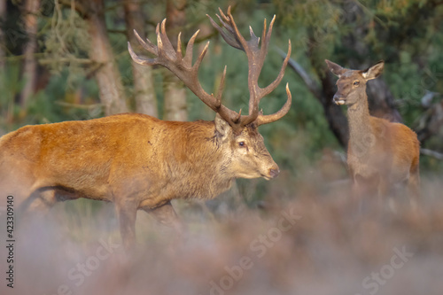 Male red deer stag  cervus elaphus  rutting