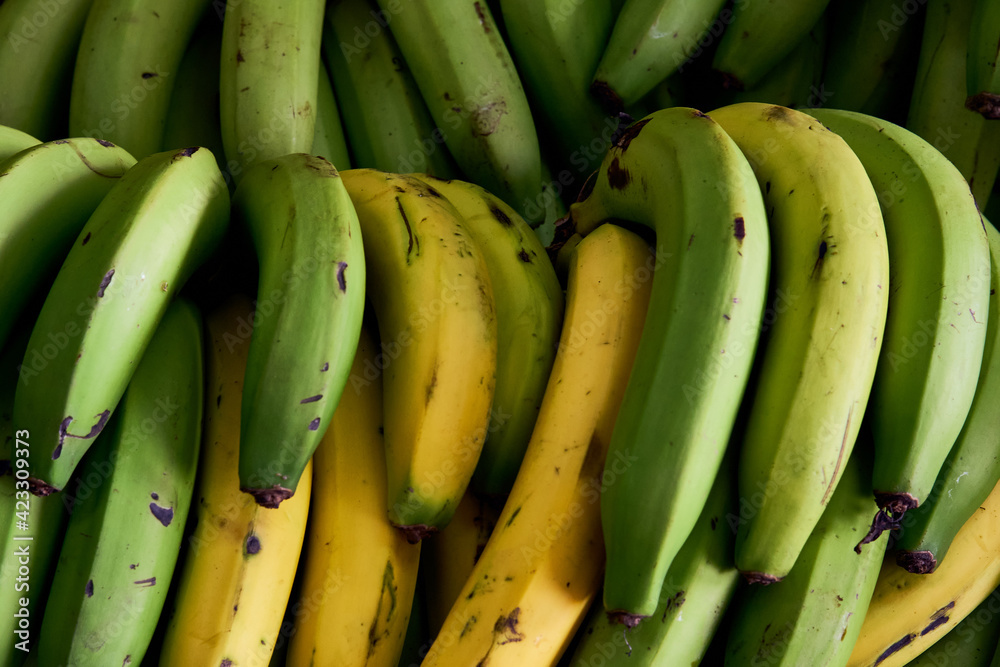 Selection of organic bananas on display at the market stall. banana or banana. scientific name muse paradisiaca.
