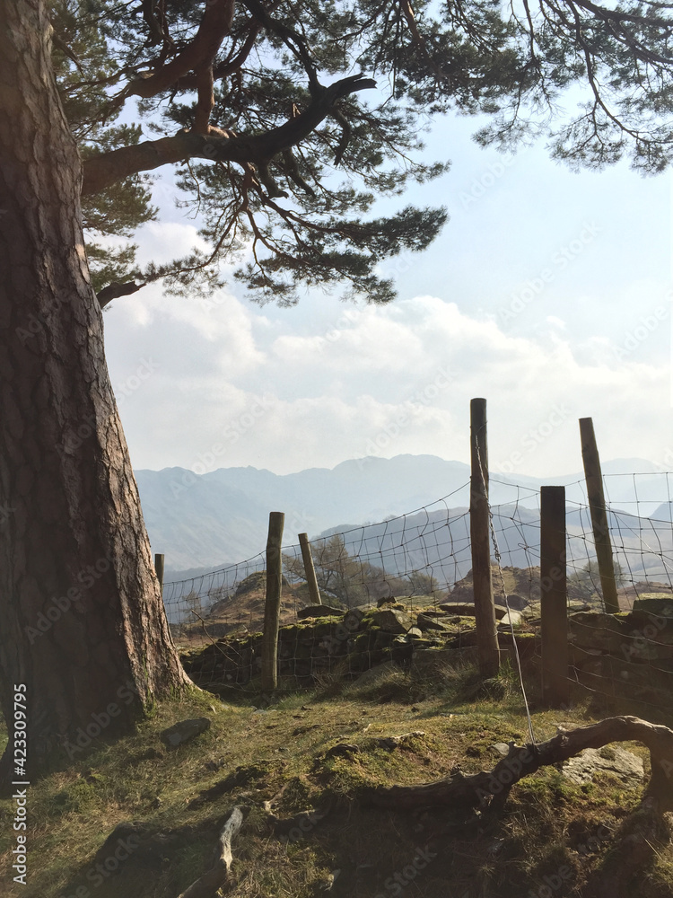 Beautiful view over a wire fence between wooden fence posts, framed by a tall Scots Pine tree. The English Lake District, Cumbria, England - mountains in the distance, golden spring sunlight. Beautiful view over a wire fence between wooden fence posts, framed by a tall Scots Pine tree. The English Lake District, Cumbria, England - mountains in the distance, golden spring sunlight.