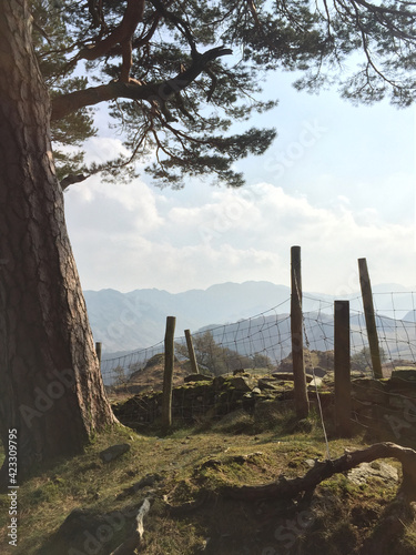 Beautiful view over a wire fence between wooden fence posts, framed by a tall Scots Pine tree. The English Lake District, Cumbria, England - mountains in the distance, golden spring sunlight.