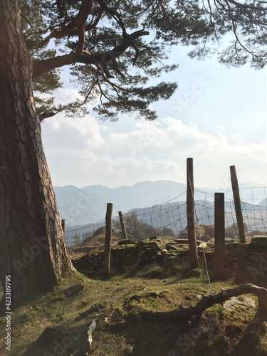 Obraz na płótnie Beautiful view over a wire fence between wooden fence posts, framed by a tall Scots Pine tree
