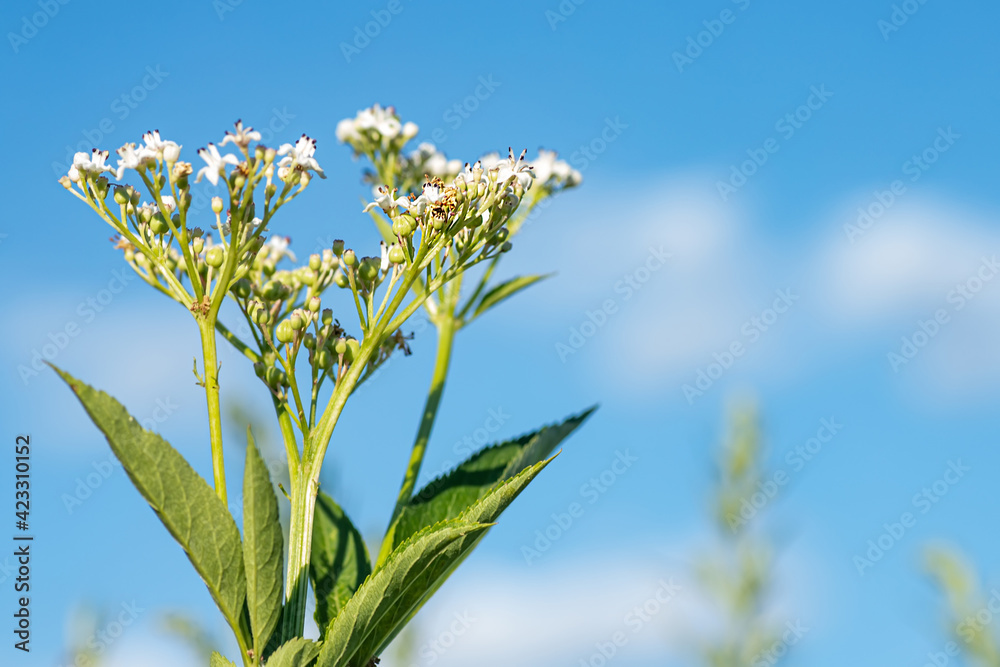 Fototapeta premium fresh plant valerian flowers Valeriana officinalis . garden valerian, garden heliotrope and all-heal flowers in meadow in summer. medicinal herbs