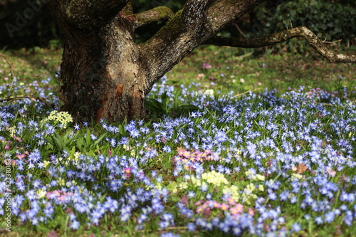 Wiese im Frühling