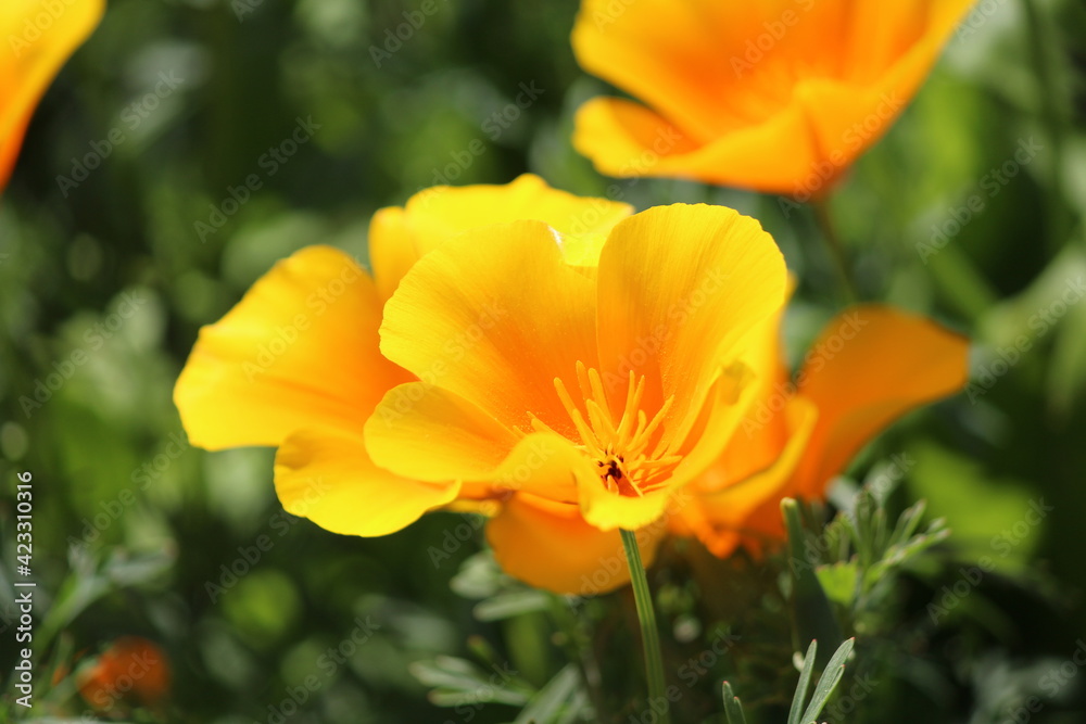 orange flower in the garden orange flower in the garden