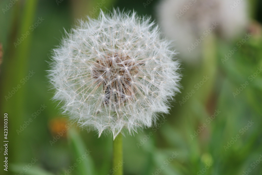 dandelion in the grass dandelion in the grass