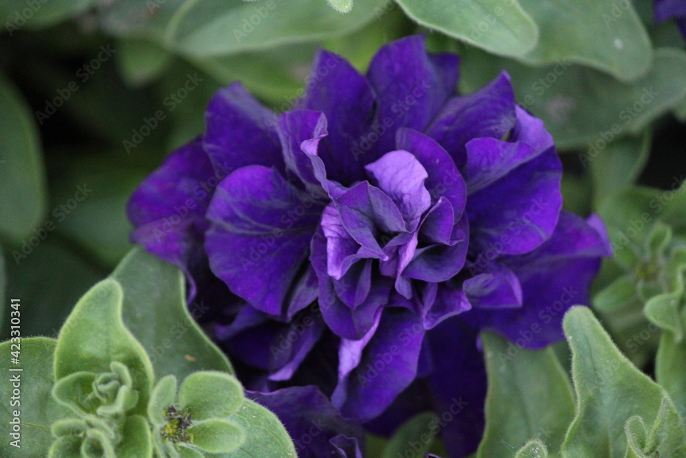 purple flowers in the garden purple flowers in the garden
