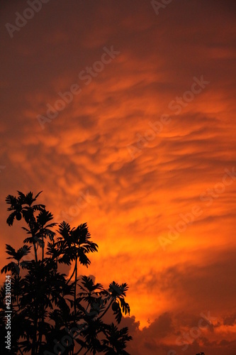 sunset and trees