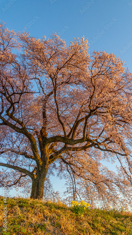 わに塚の桜　見上げる