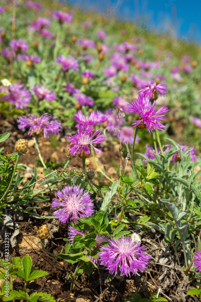 Obraz premium Siberian cornflower flower among herbs