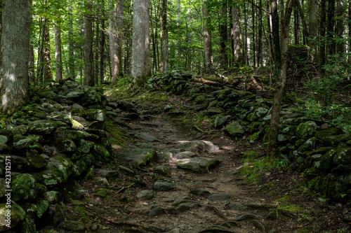 Rocky Trail Through Green Forest