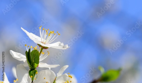 Branches of blooming apricot plum on a blue sky background in early spring nature awakening concept