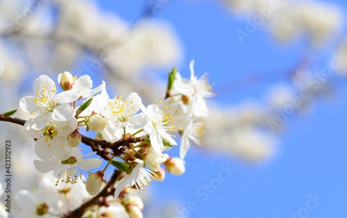 Branches of blooming apricot plum on a blue sky background in early spring nature awakening concept