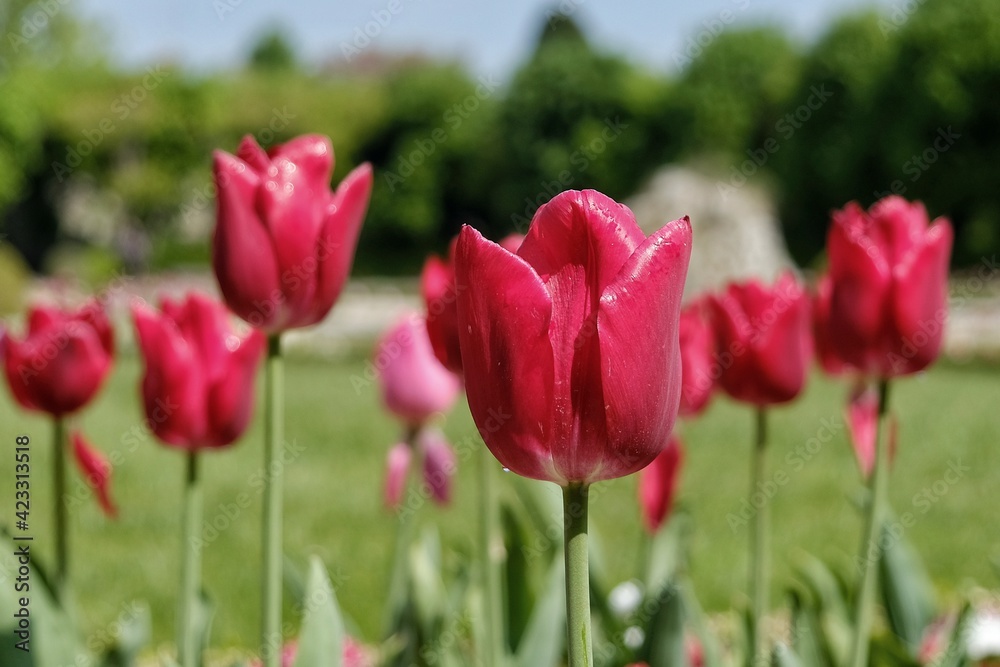 Close up of beautiful red tulips outdoors in France Close up of beautiful red tulips outdoors in France
