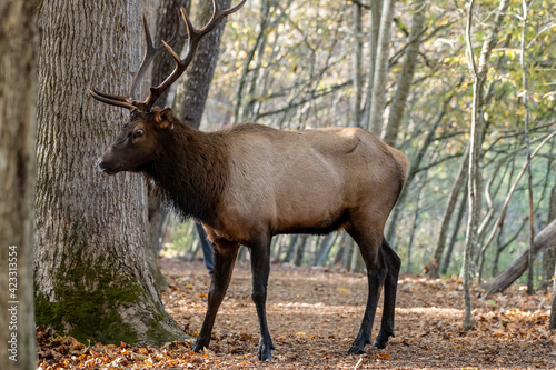 Started Elk Stumbles Upon Tourist